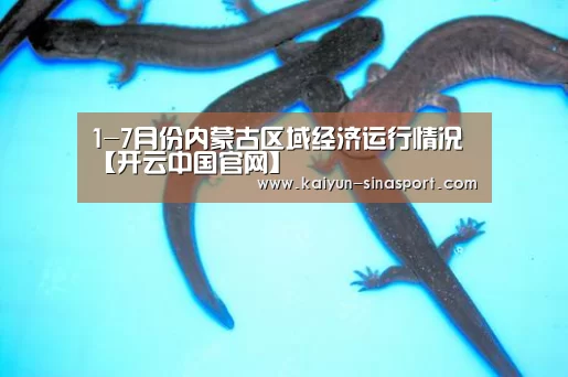 开云官方平台